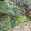 Plants: image 116 Of 208 Thumb